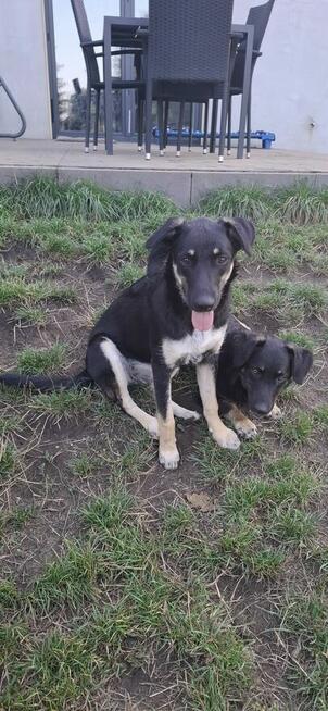 Tutka - sunia ideał, młoda, kotolubna, wesoła!