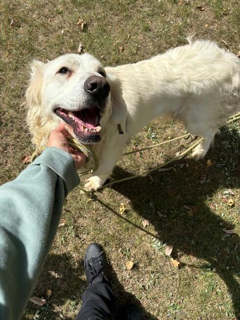 Bella suczka do adopcji Schronisko Sokołów Podlaskie