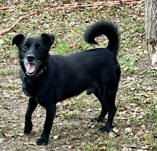 Pogodny psiak uwielbiający ludzi czeka od dawna na dom