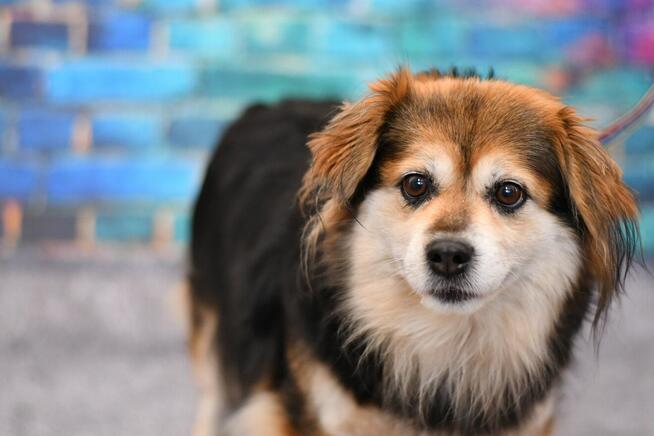 Urocza Greta szuka domku pełnego miłości!