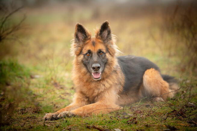 Ares - młody przepiękny owczarek szuka spokojnego domu!