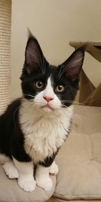 NESTOR kocurek Maine Coon Warszawa