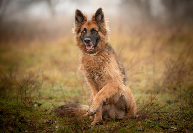 Ares - młody przepiękny owczarek szuka spokojnego domu!