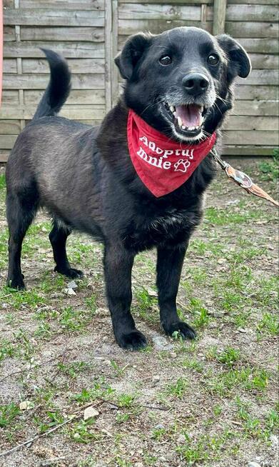 Kochany proludzki psiak został porzucony odmień jego los