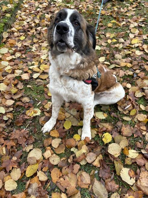 Malinka suczka do adopcji Schronisko Sokołów Podl.