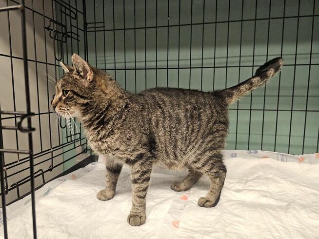 Bura koteczka do pokochania od zaraz (A03/458)