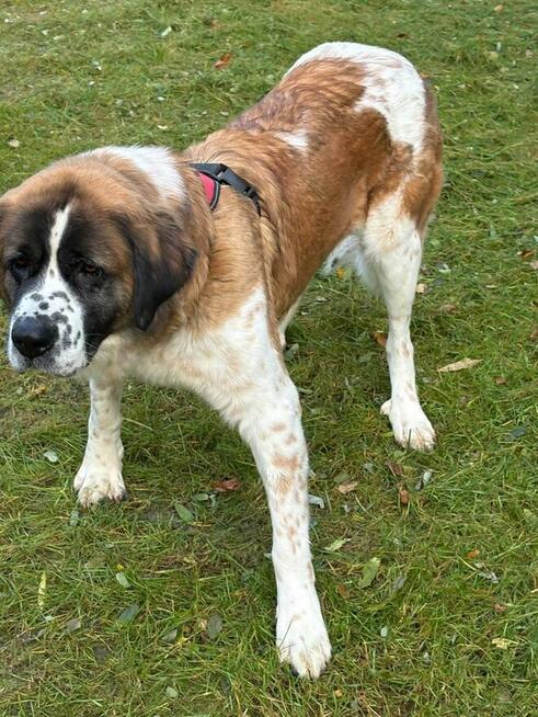 Malinka suczka do adopcji Schronisko Sokołów Podl.