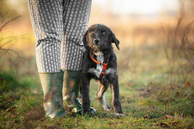 Coco - 6 miesięczna sunia SZCZENIAK szuka domu