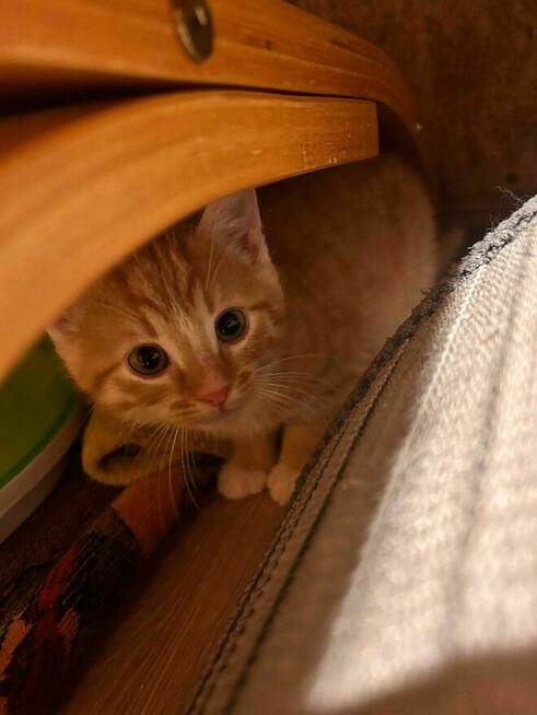 Biszkoptowy dwupak do adopcji