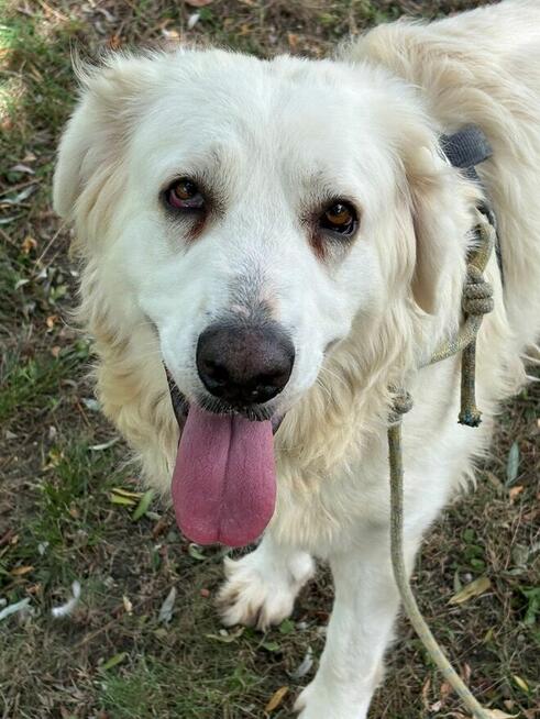 Bella suczka do adopcji Schronisko Sokołów Podlaskie