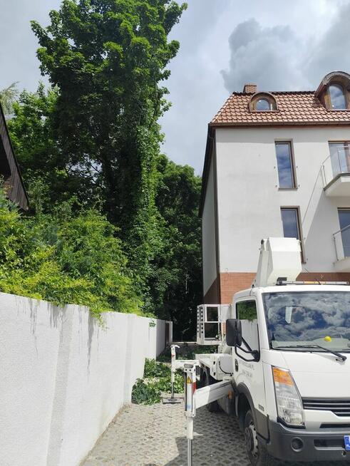 Wycinka pielęgnacja drzew ściąganie jemioły usuwanie posuszu