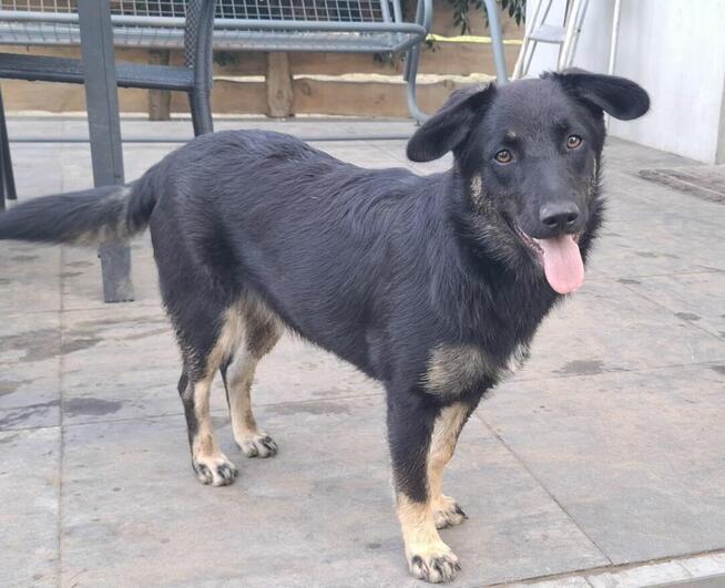 Łagodna Milusia SZCZENIAK szuka kochającego domu!