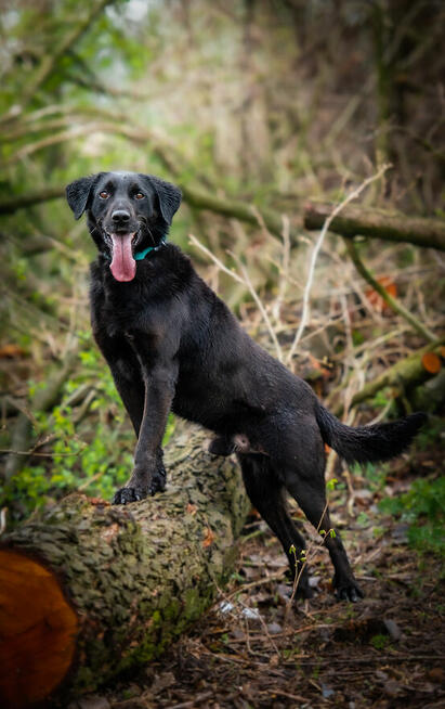 Uśmiechnięty Portos w typie labradora szuka domu!