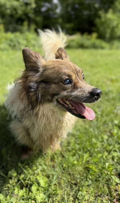 Puszek piesek do adopcji schronisko Sokołów Podl