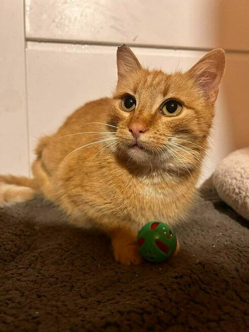 Ruda Dziewczynka do pokochania