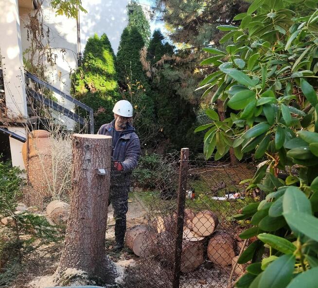 Wycinka pielęgnacja drzew ściąganie jemioły usuwanie posuszu