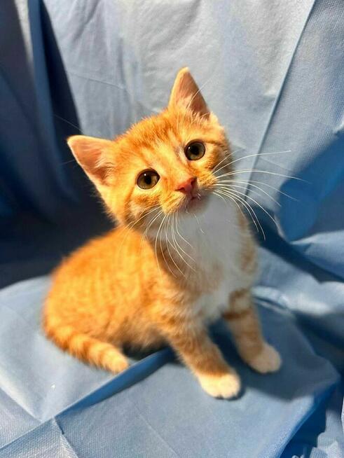 Biszkoptowy dwupak do adopcji