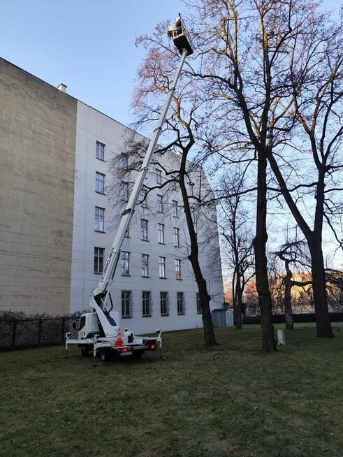 Wycinka pielęgnacja drzew ściąganie jemioły usuwanie posuszu