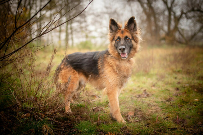 Ares - młody przepiękny owczarek szuka spokojnego domu!
