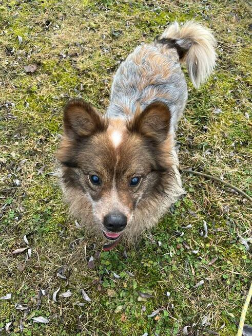 Puszek piesek do adopcji schronisko Sokołów Podl