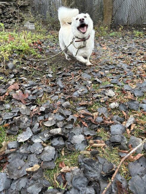 Biszkopt piesek do adopcji Schronisko Sokołów Podl.