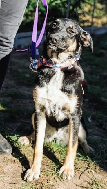 Tutka - sunia ideał, młoda, kotolubna, wesoła!