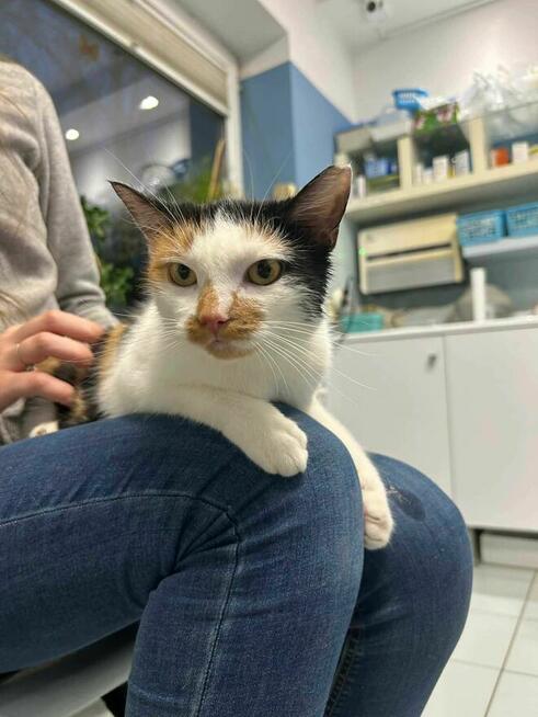 Kociaki rude szukają domów -schronisko Zgierz -aktualne