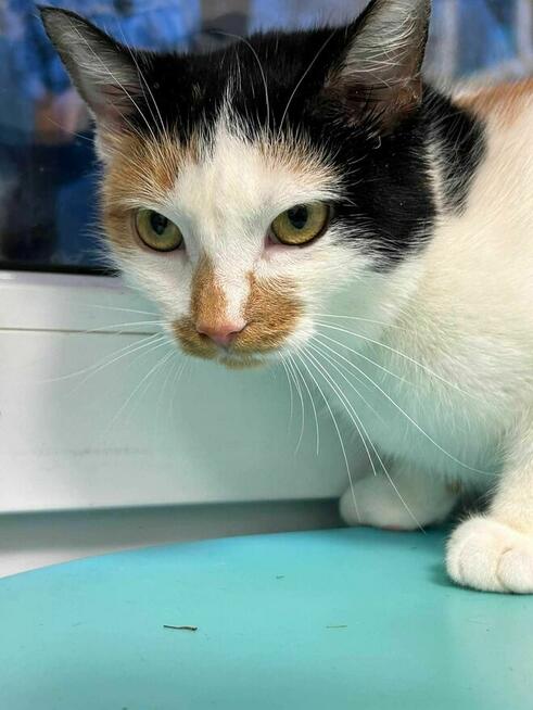 Kociaki rude szukają domów -schronisko Zgierz -aktualne