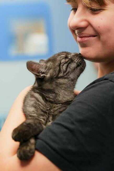 Kociak dymny szuka domu -schronisko Zgierz-aktualne