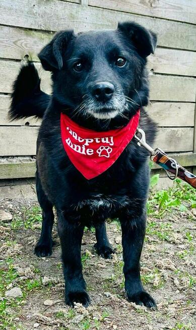 Kochany proludzki psiak został porzucony odmień jego los