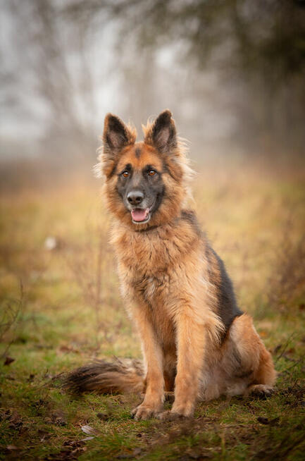Ares - młody przepiękny owczarek szuka spokojnego domu!