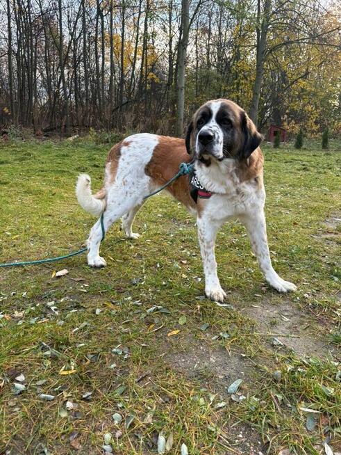 Malinka suczka do adopcji Schronisko Sokołów Podl.