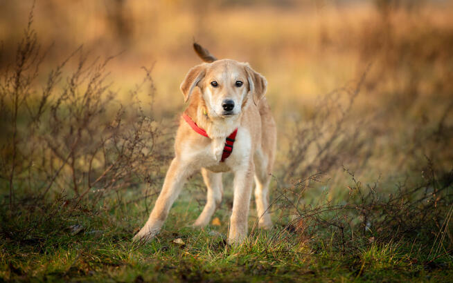 Wafel - biszkoptowy SZCZENIAK szuka domu!