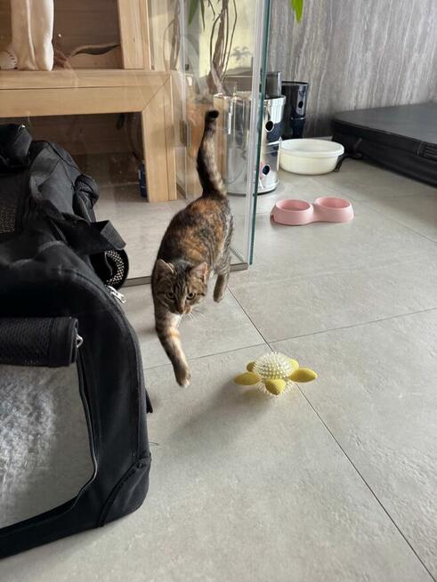 Oddam kotkę w dobre ręce