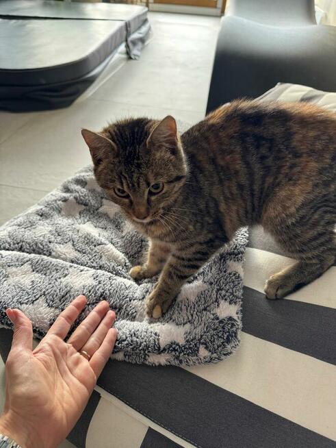 Oddam kotkę w dobre ręce