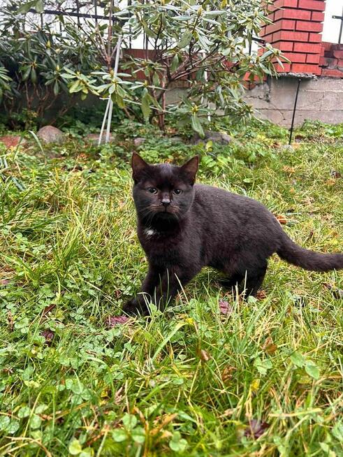 Czarne cudo szuka domu