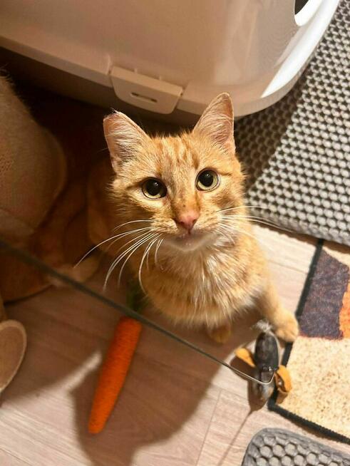 Ruda Dziewczynka do pokochania