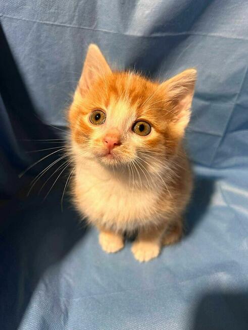 Biszkoptowy dwupak do adopcji