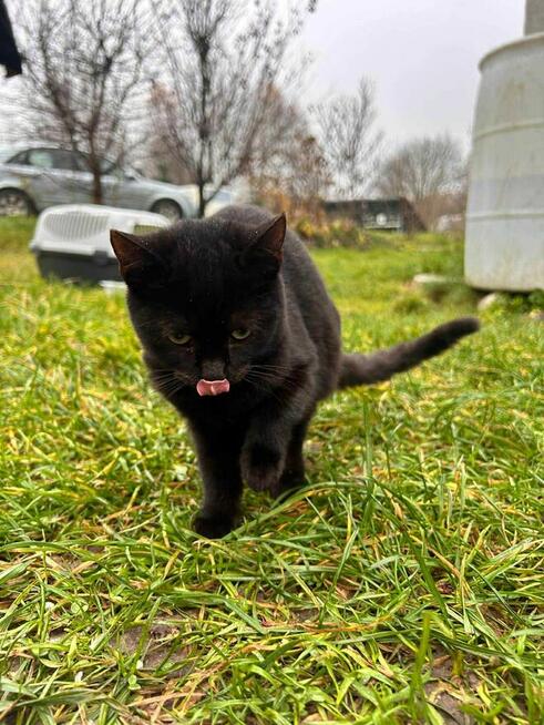 Czarne cudo szuka domu