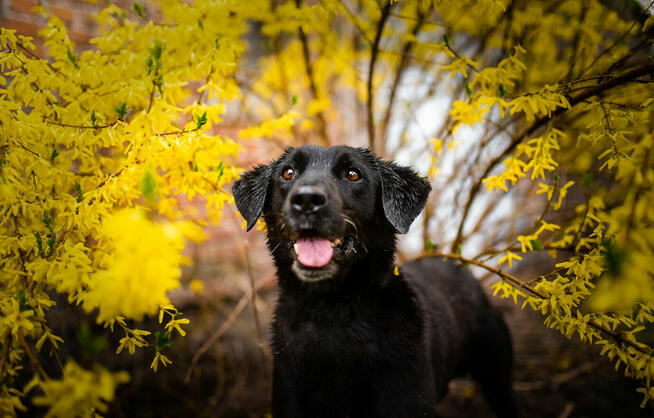Uśmiechnięty Portos w typie labradora szuka domu!