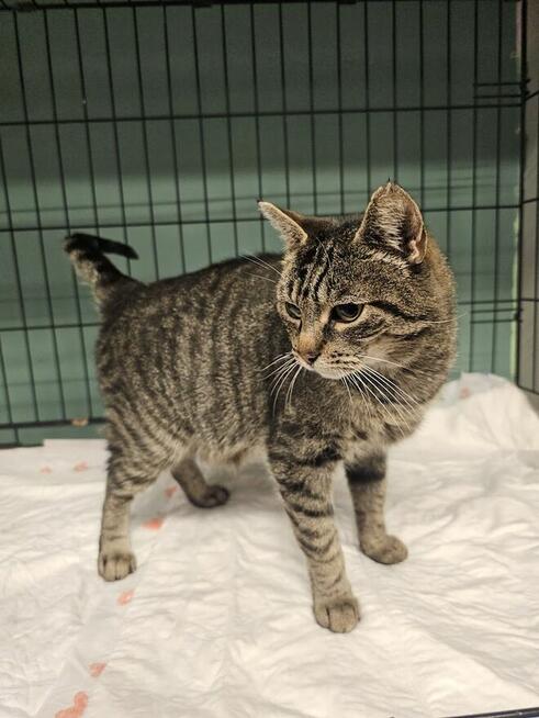 Bura koteczka do pokochania od zaraz (A03/458)