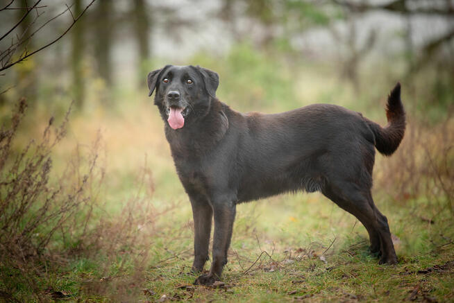 Uśmiechnięty Portos w typie labradora szuka domu!