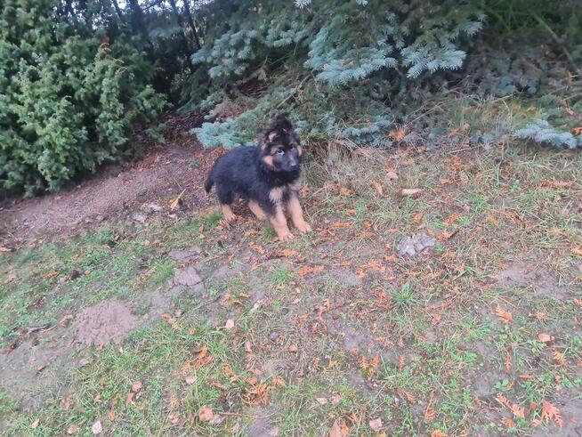 SZCZENIAK Owczarek niemiecki