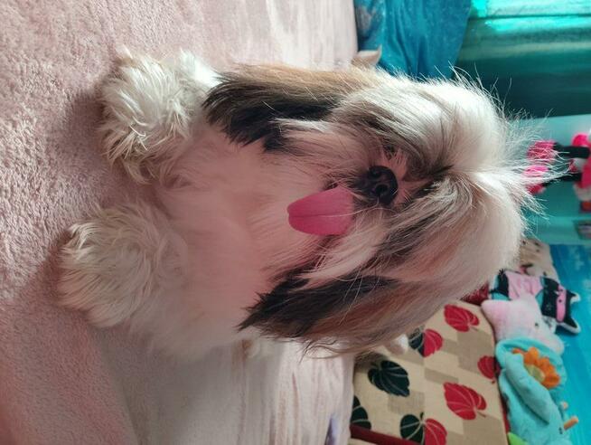Sprzedam psa Shih tzu