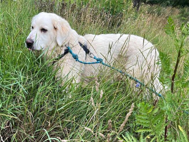 Bella suczka do adopcji Schronisko Sokołów Podlaskie