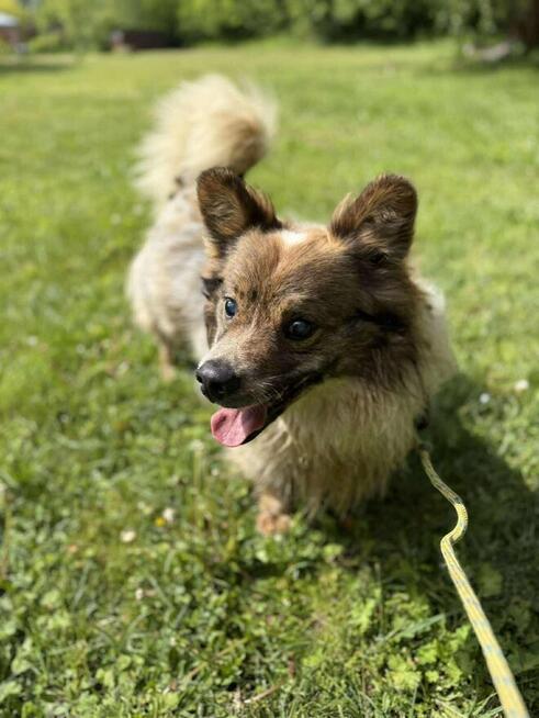 Puszek piesek do adopcji schronisko Sokołów Podl