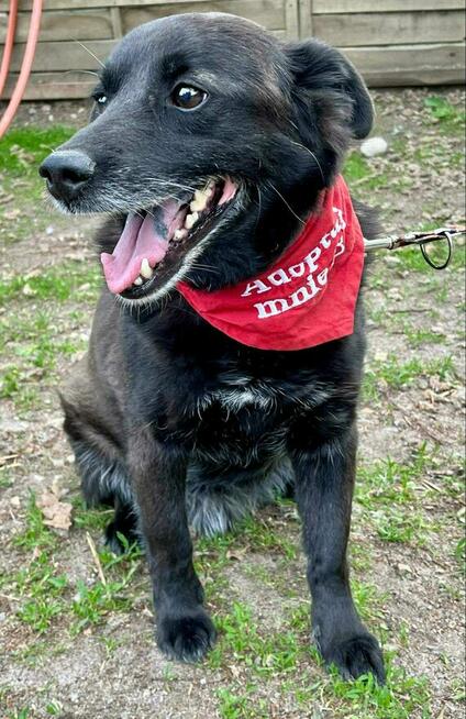 MISIO cudowny psiak kochający ludzi BLAGA o domek