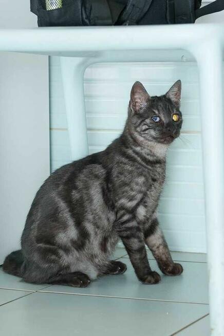 Kociak dymny szuka domu -schronisko Zgierz-aktualne