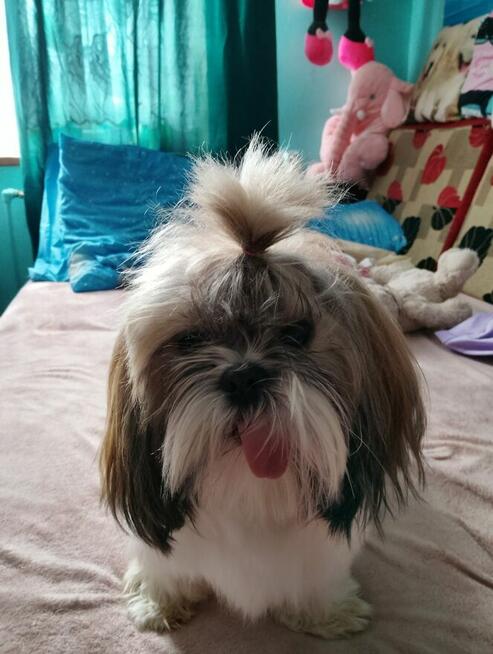 Sprzedam psa Shih tzu