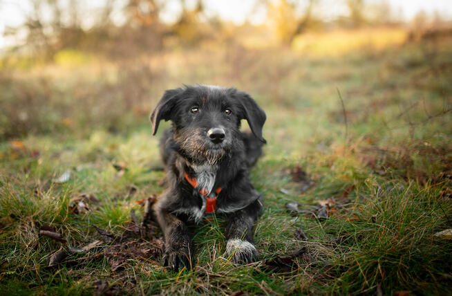 Coco - 6 miesięczna sunia SZCZENIAK szuka domu